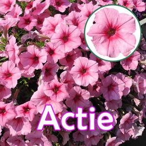 Afbeelding van Petunia P12 "Actie" Pink Vein